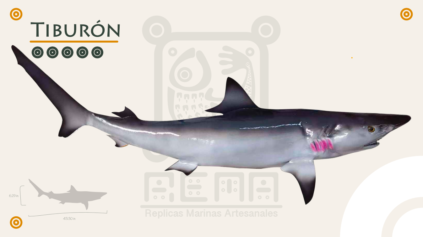 Tiburcio Raton RE-MA Taxidermias